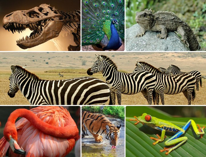 BiodiversityCollage