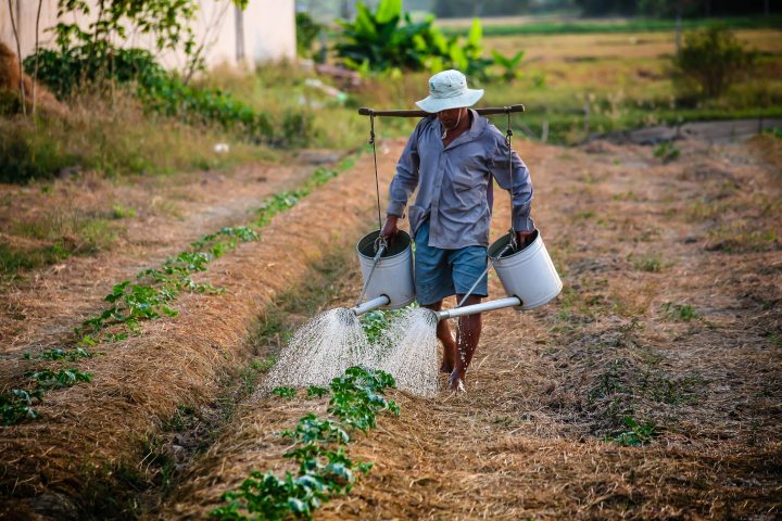 adult-agriculture-backyard-planting-162637